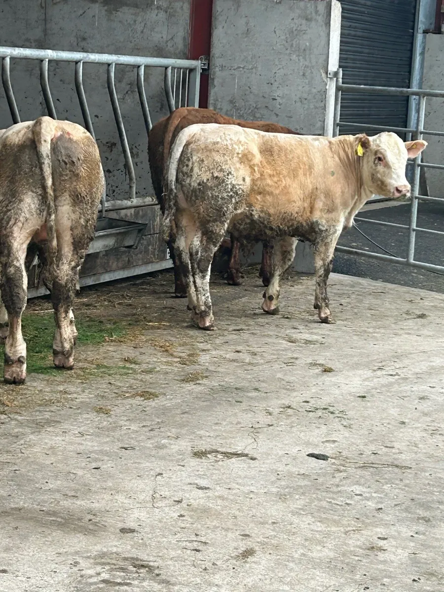 Weanlings - Image 2