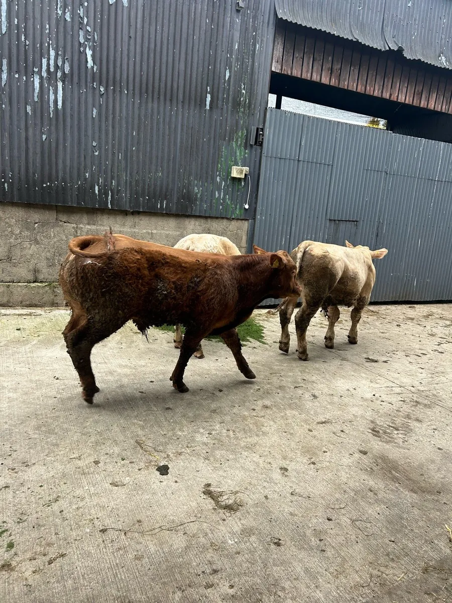 Weanlings - Image 3