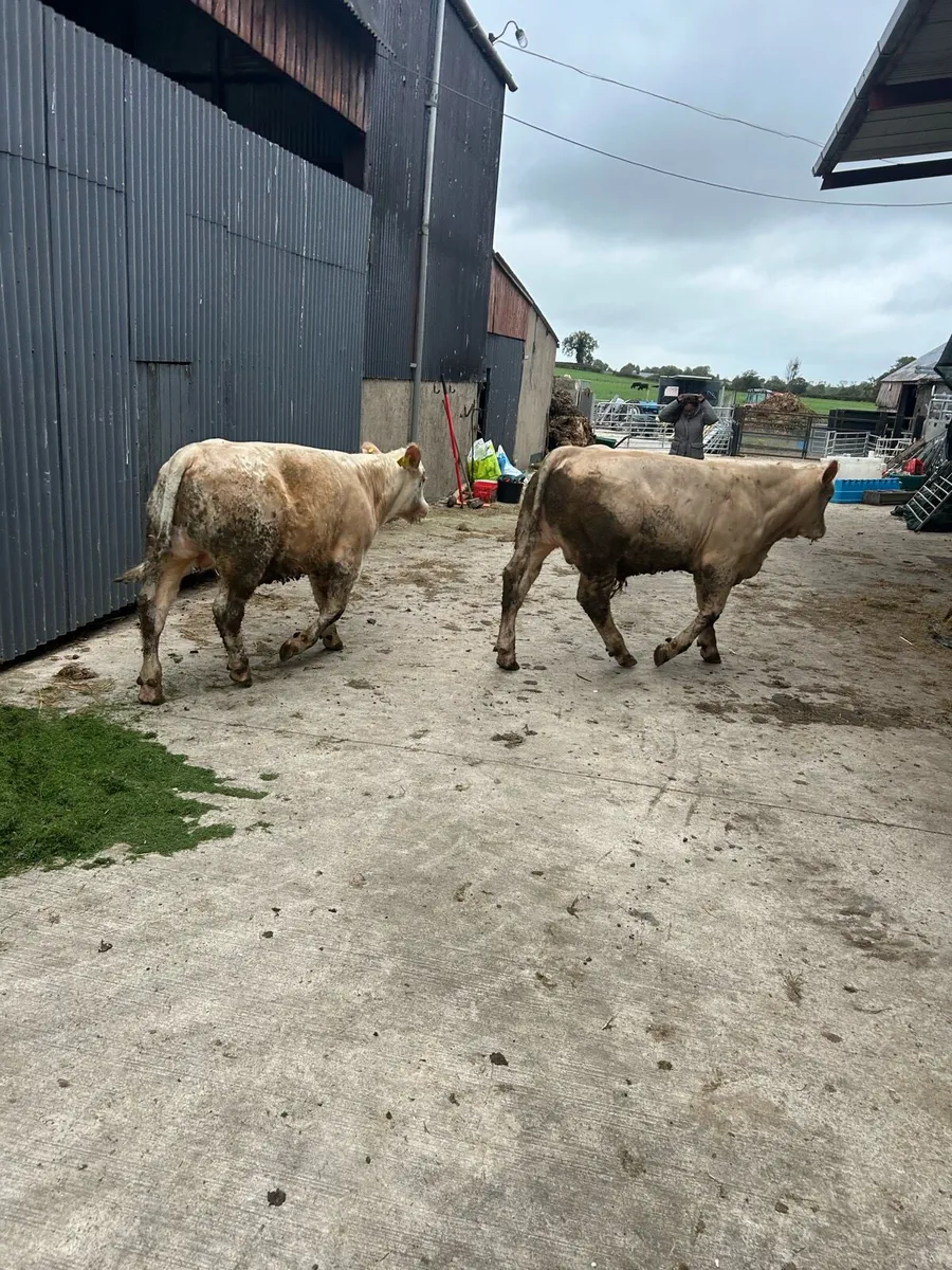 Weanlings - Image 4