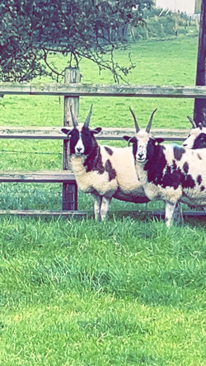 Sheep - Image 1