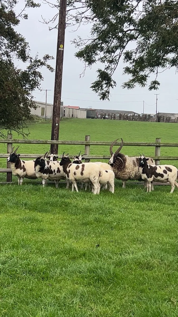 Sheep - Image 2