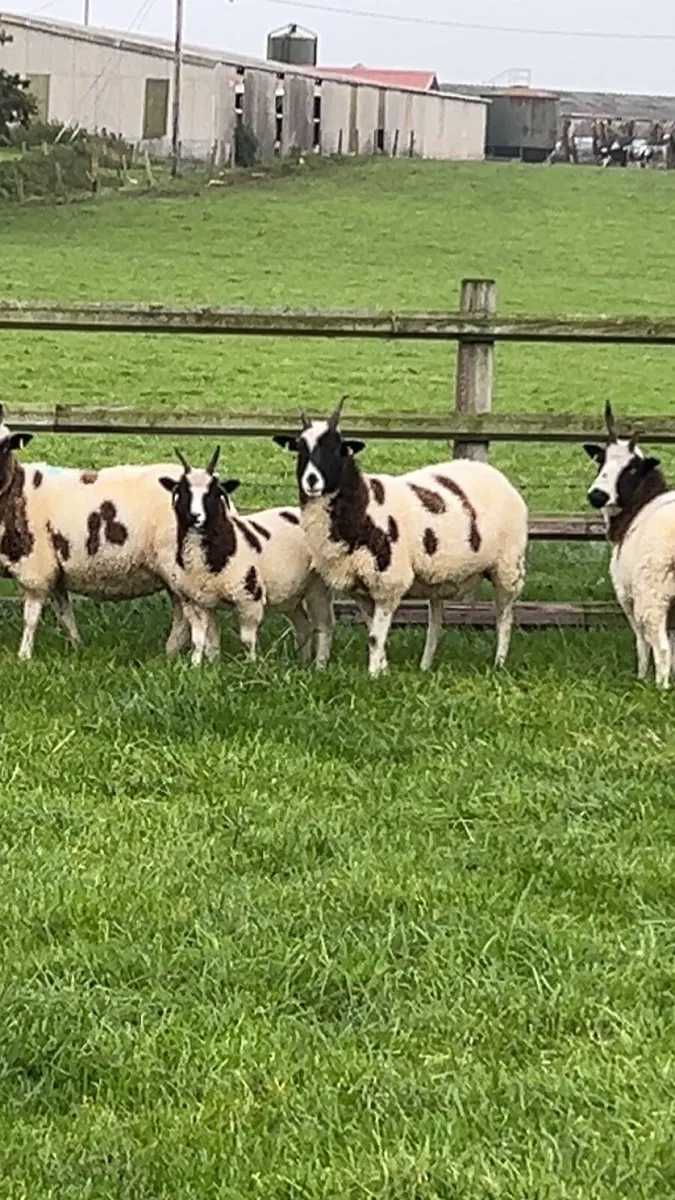 Sheep - Image 3