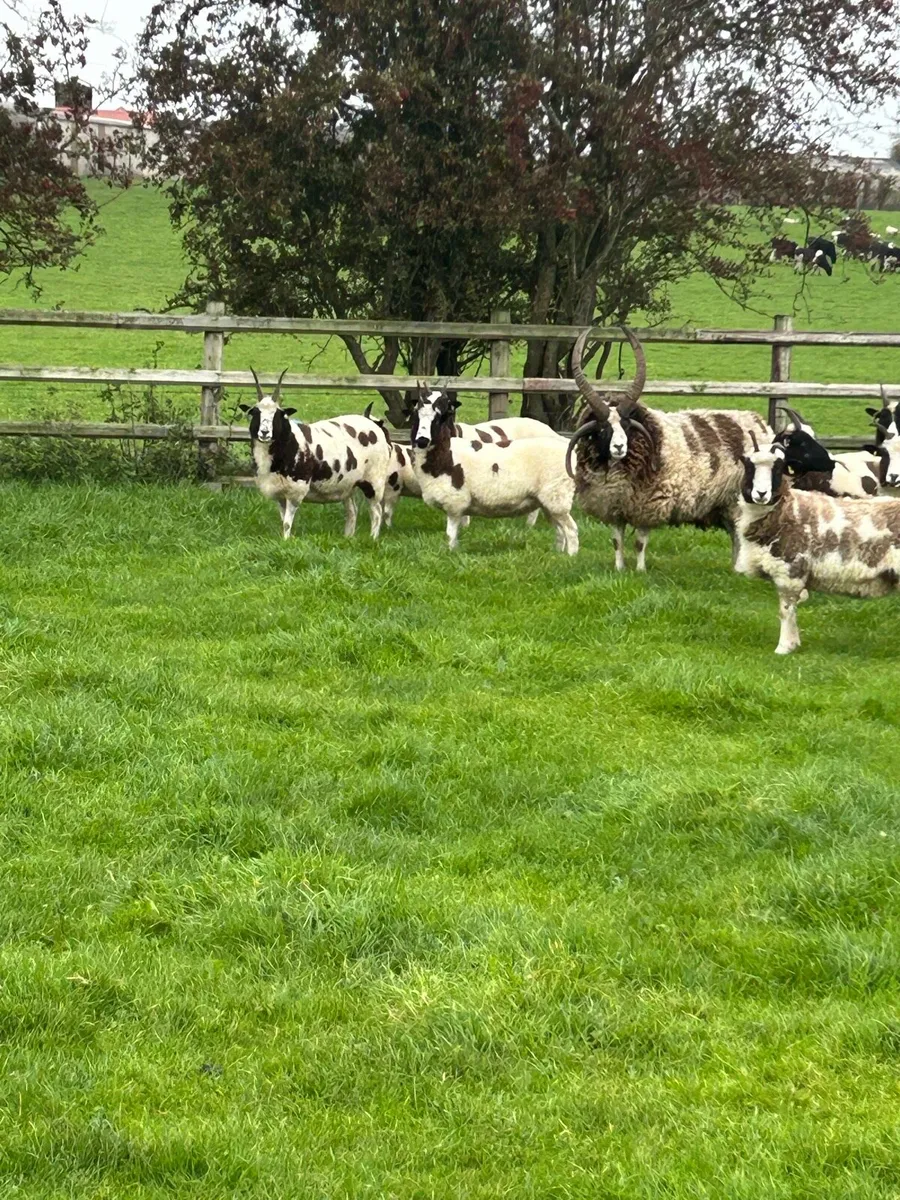 Sheep - Image 4