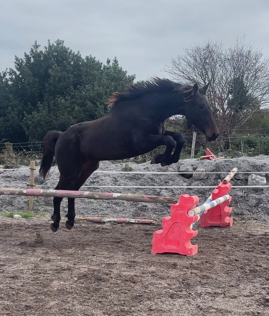 2yr old gelding - Image 1