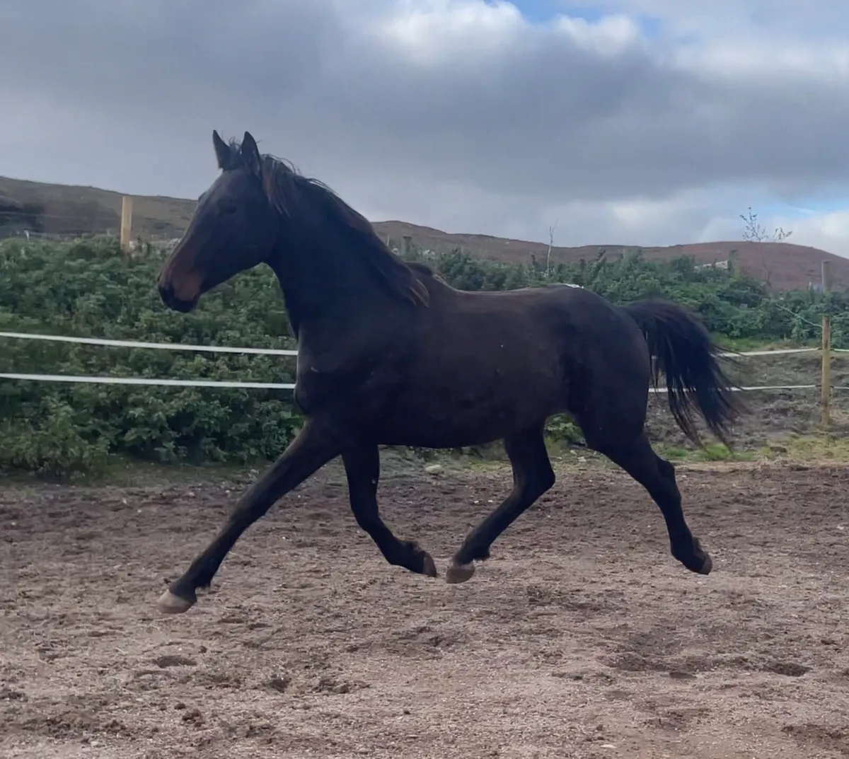 2yr old gelding - Image 2