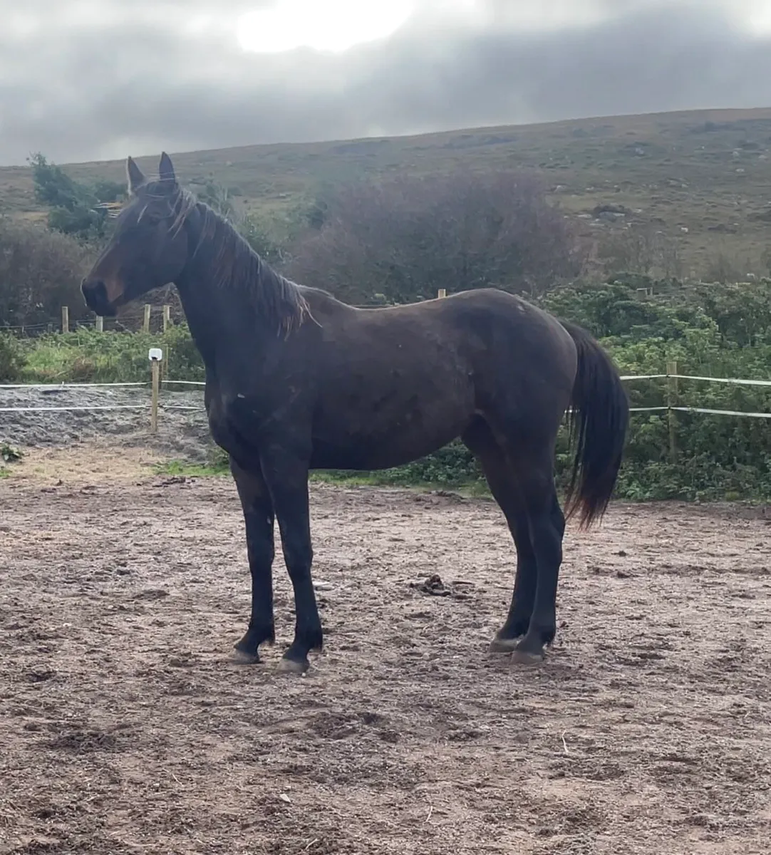 2yr old gelding - Image 3