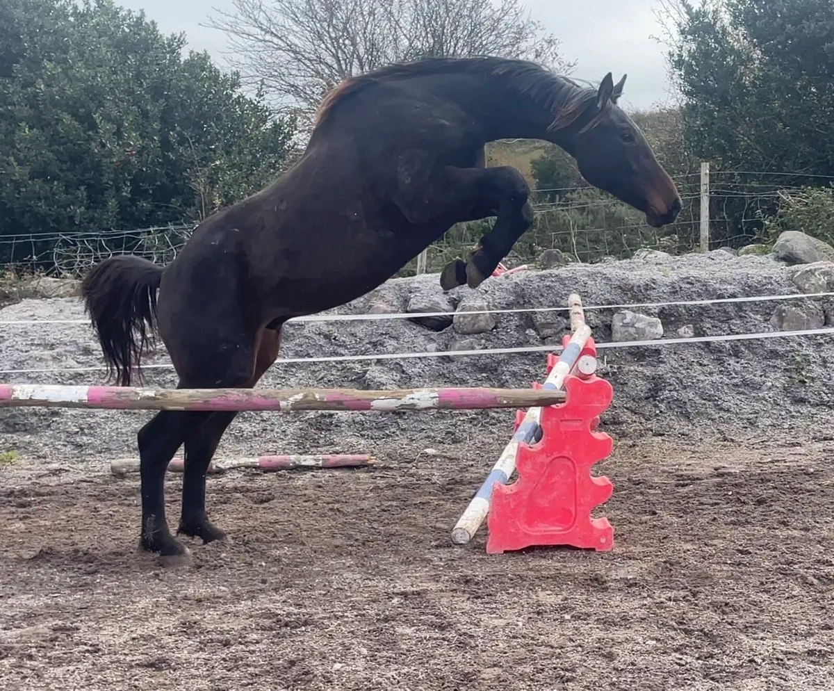 2yr old gelding - Image 4