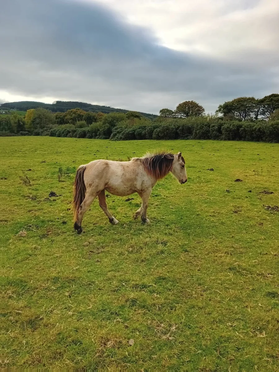 Dun Yearling filly - Image 1