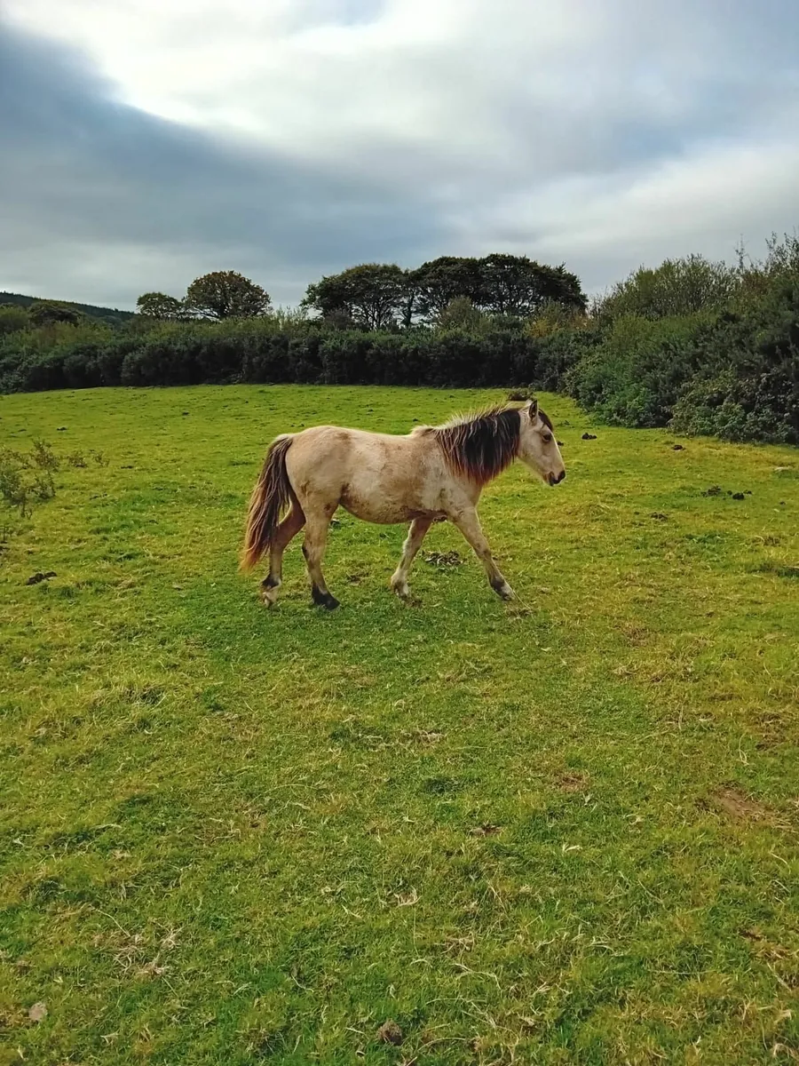 Dun Yearling filly - Image 2