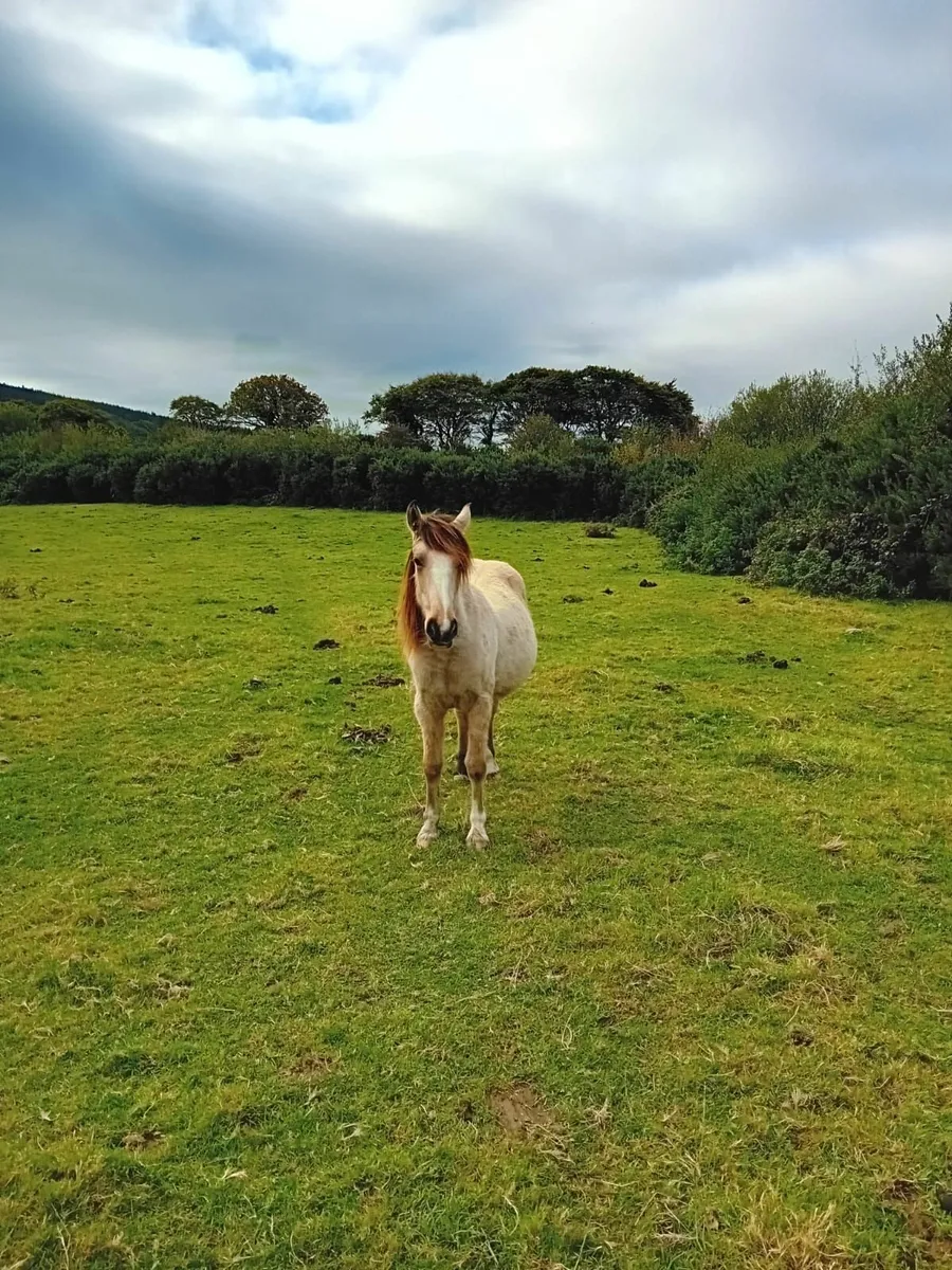 Dun Yearling filly - Image 3