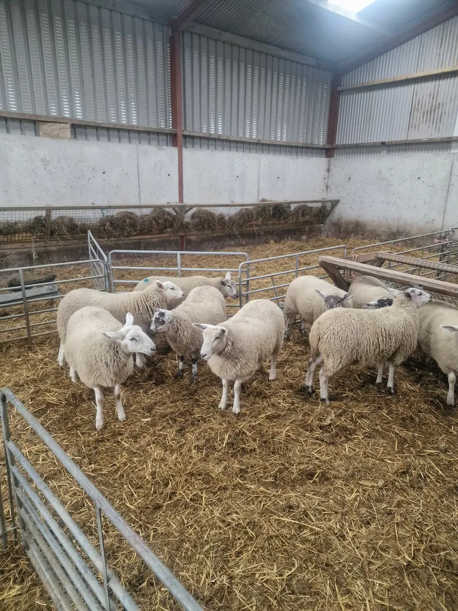 9 Ewe lambs from cheviot x suftex - Image 2