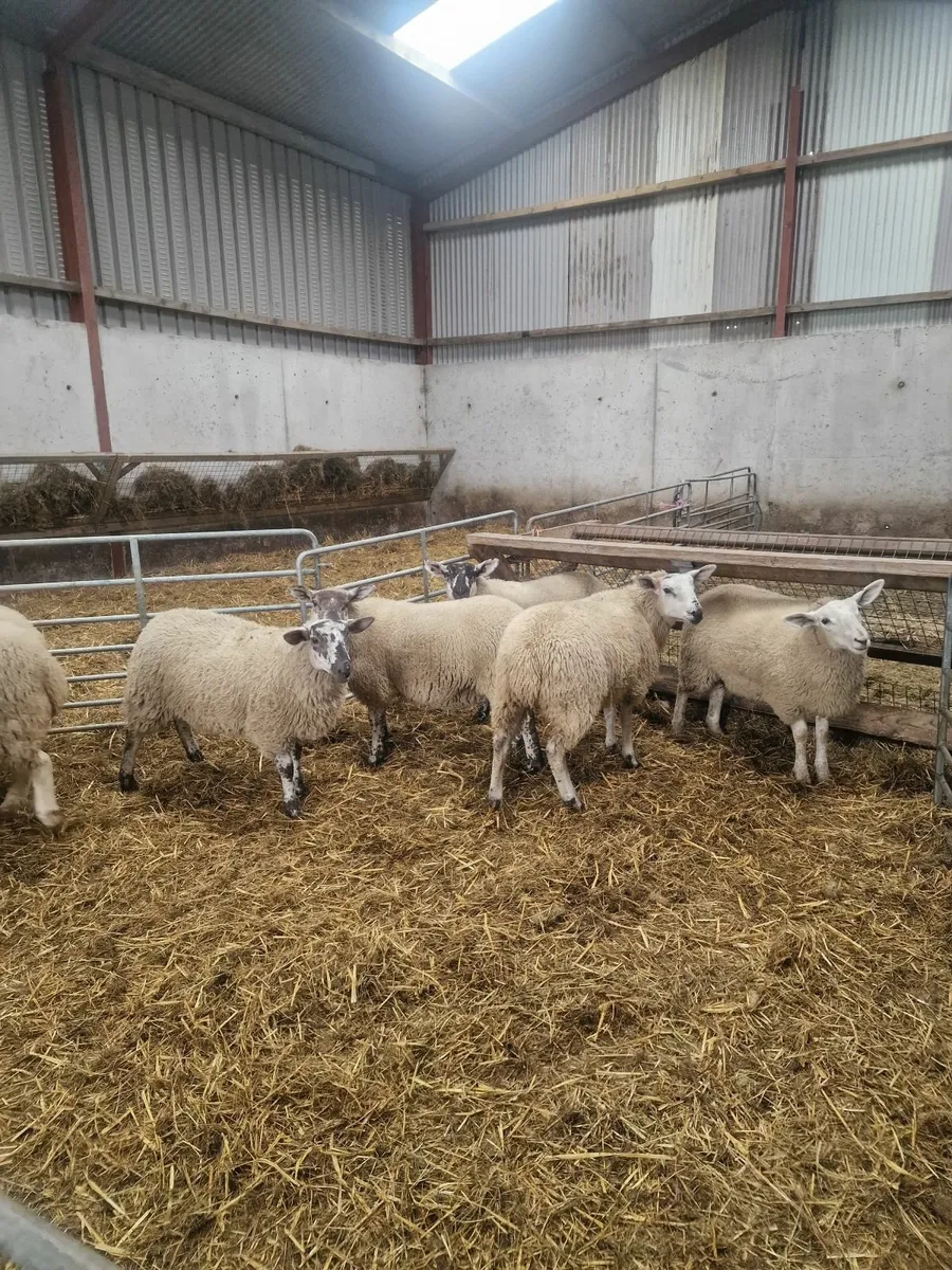9 Ewe lambs from cheviot x suftex - Image 3