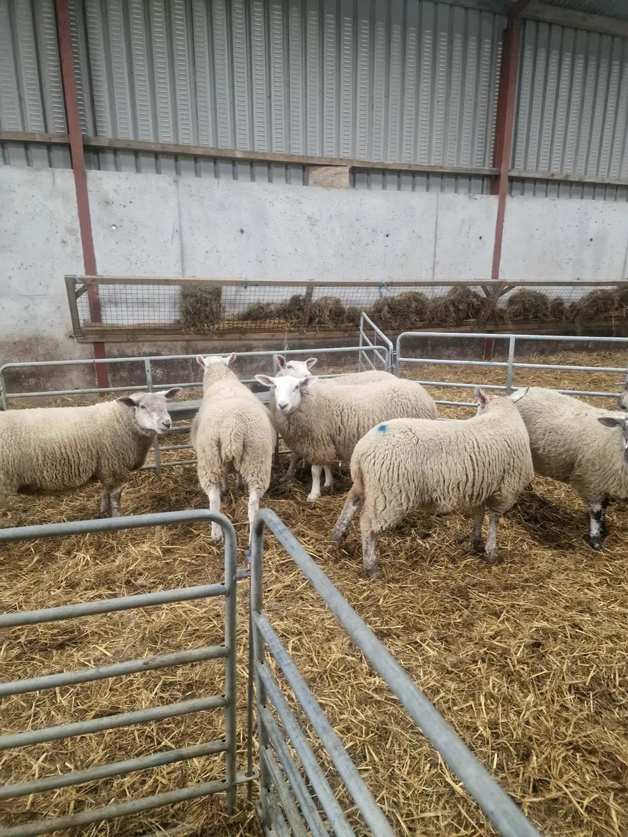 9 Ewe lambs from cheviot x suftex - Image 4