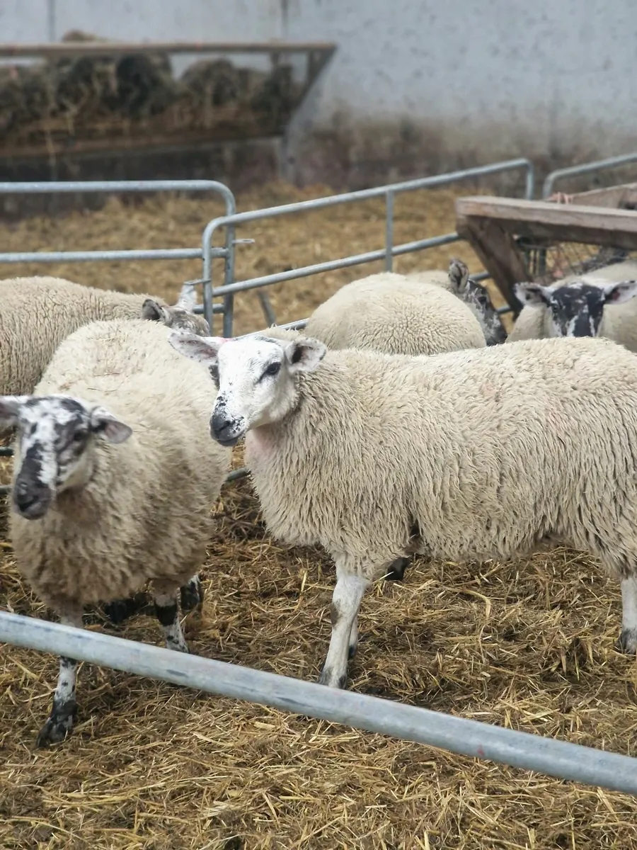 9 Ewe lambs from cheviot x suftex - Image 1