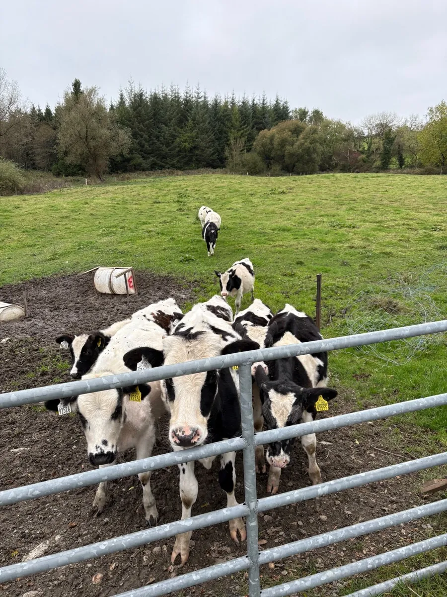 Cattle - Image 1