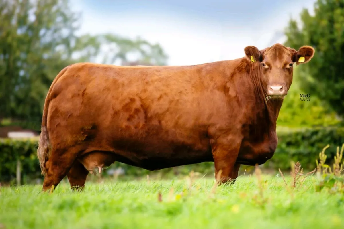 Lisduff Red Legacy Sale This Weekend - Image 1
