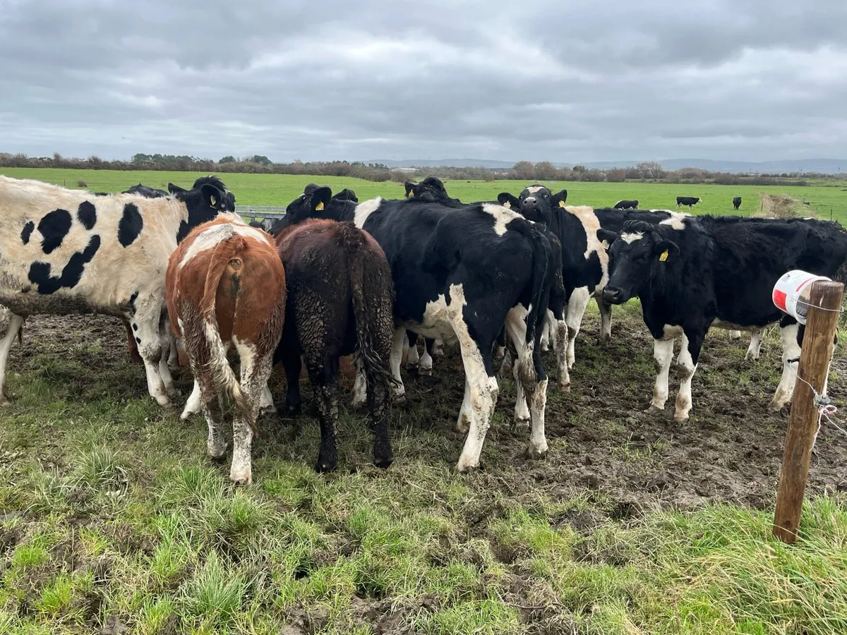 Bullocks and heffers - Image 1