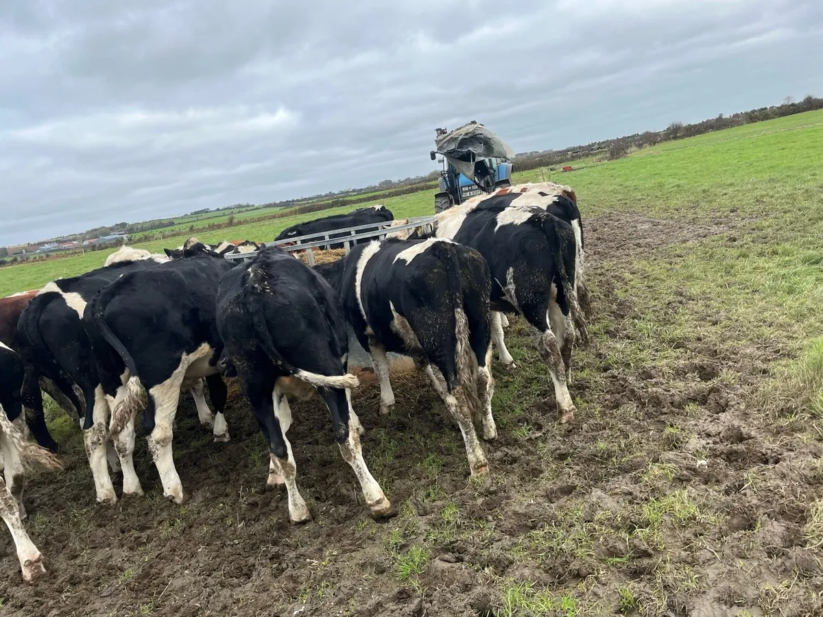 Bullocks and heffers - Image 2