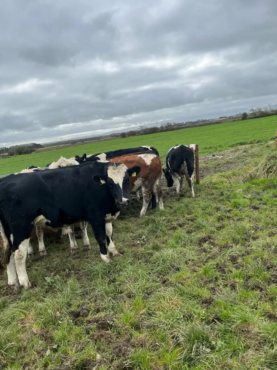 Bullocks and heffers - Image 3