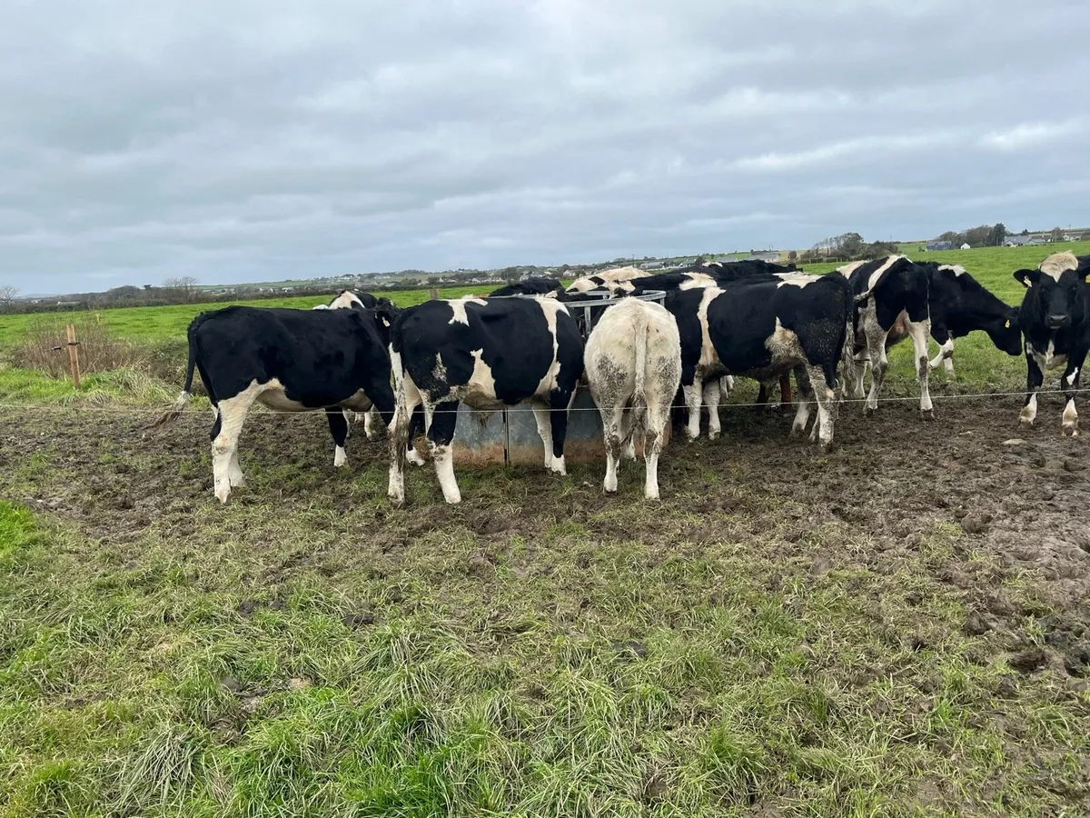 Bullocks and heffers - Image 4