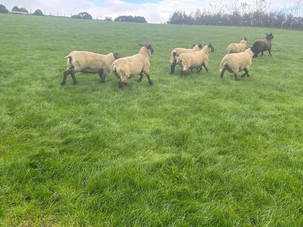Suffolk hoggets - Image 2