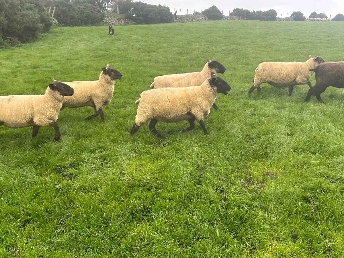 Suffolk hoggets - Image 3