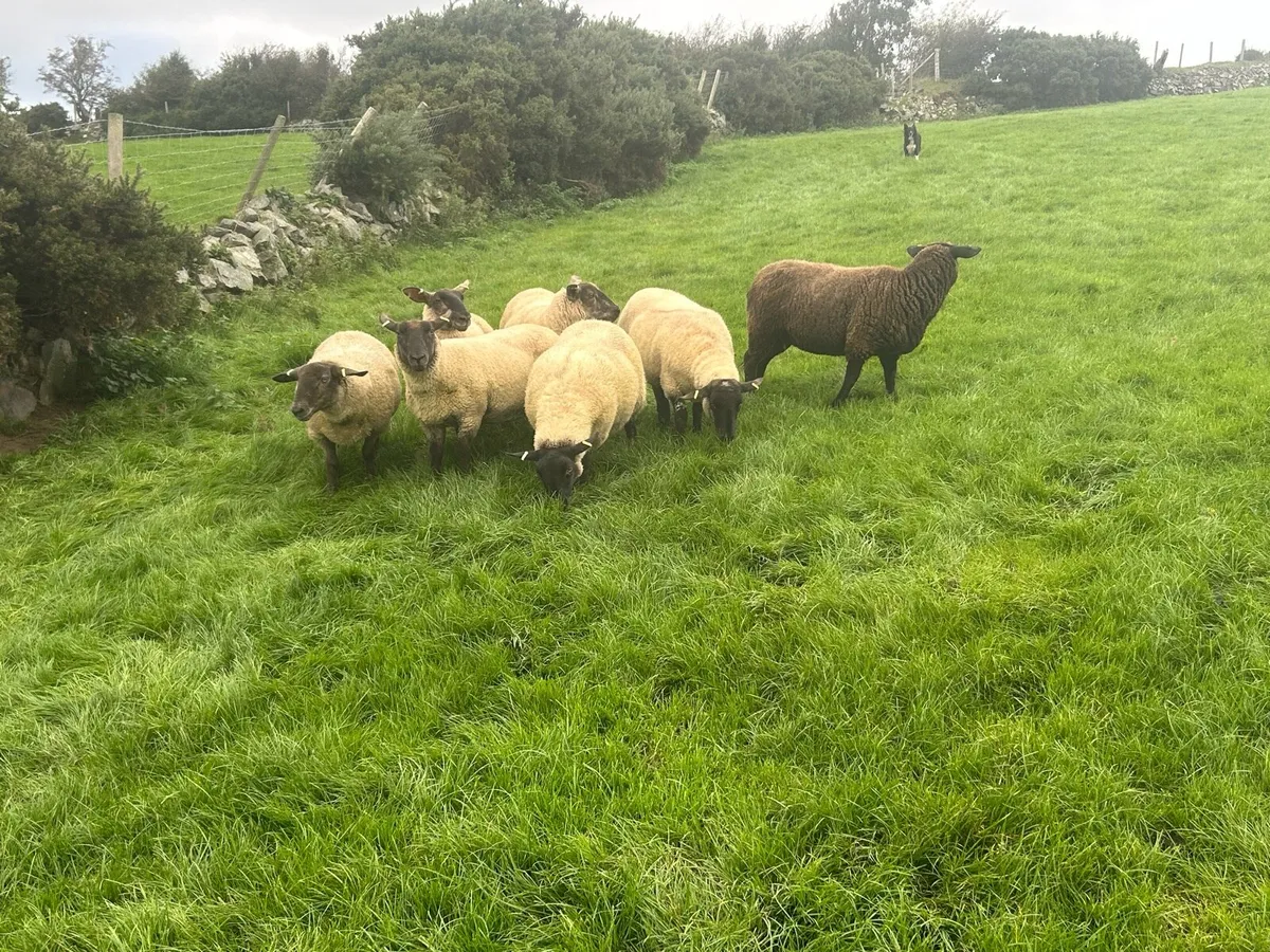 Suffolk hoggets - Image 1