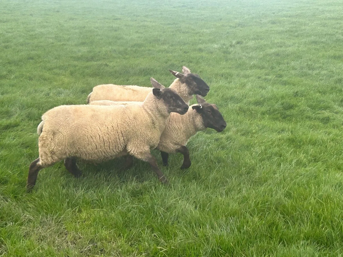 Suffolk hoggets - Image 4