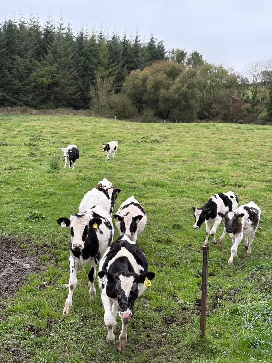 Cattle - Image 2