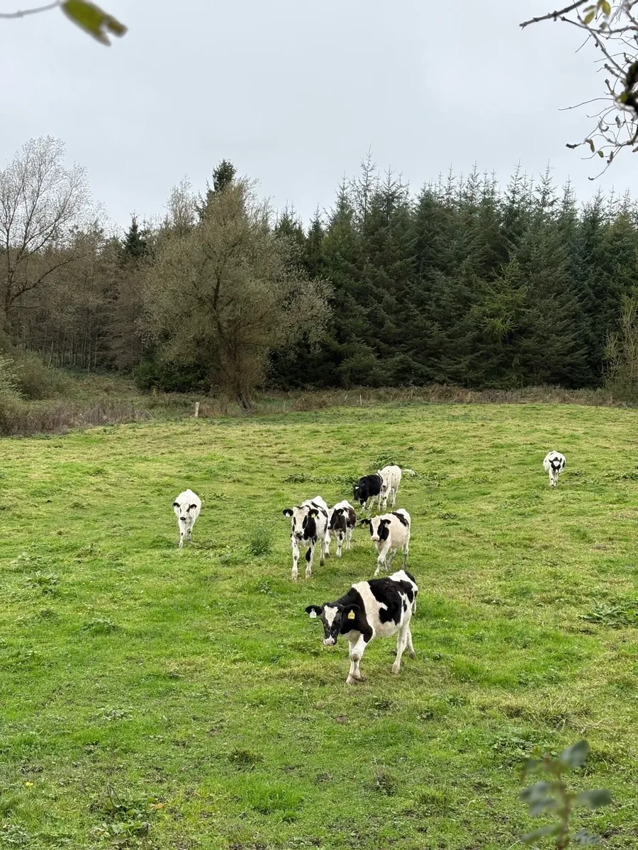 Cattle - Image 3