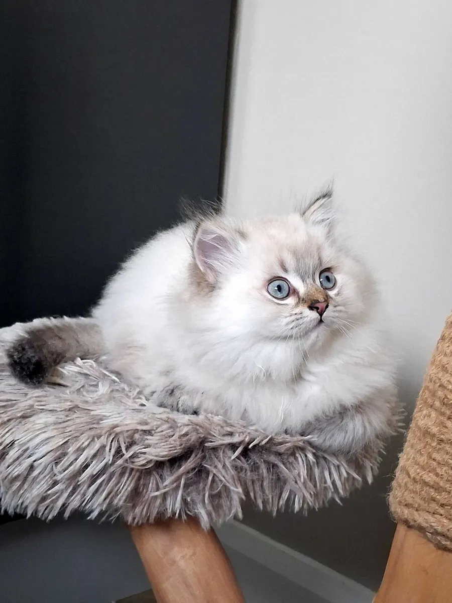 Gorgeous male kitten - Image 2