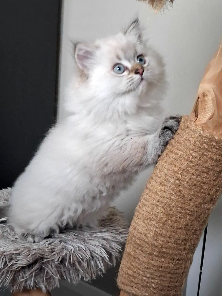 Gorgeous male kitten - Image 3
