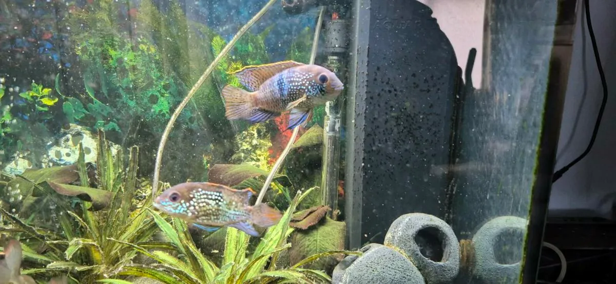 Fish - Image 1