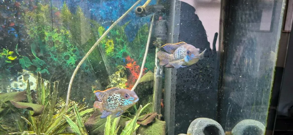 Fish - Image 2