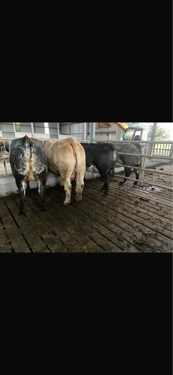 First Calvers - Image 1