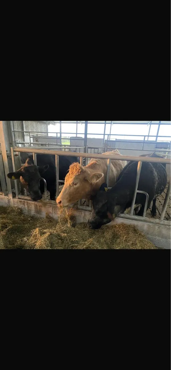 First Calvers - Image 2