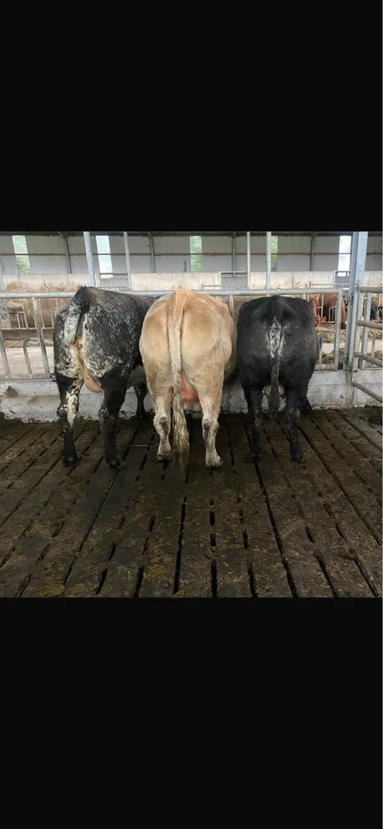 First Calvers - Image 3