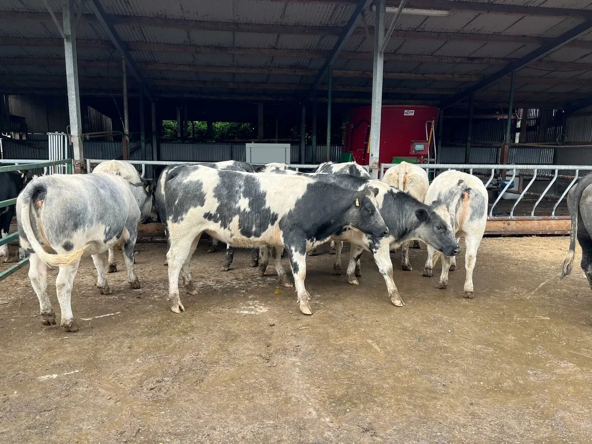 TB Restricted Sale Enniscorthy Mart 16th October - Image 1
