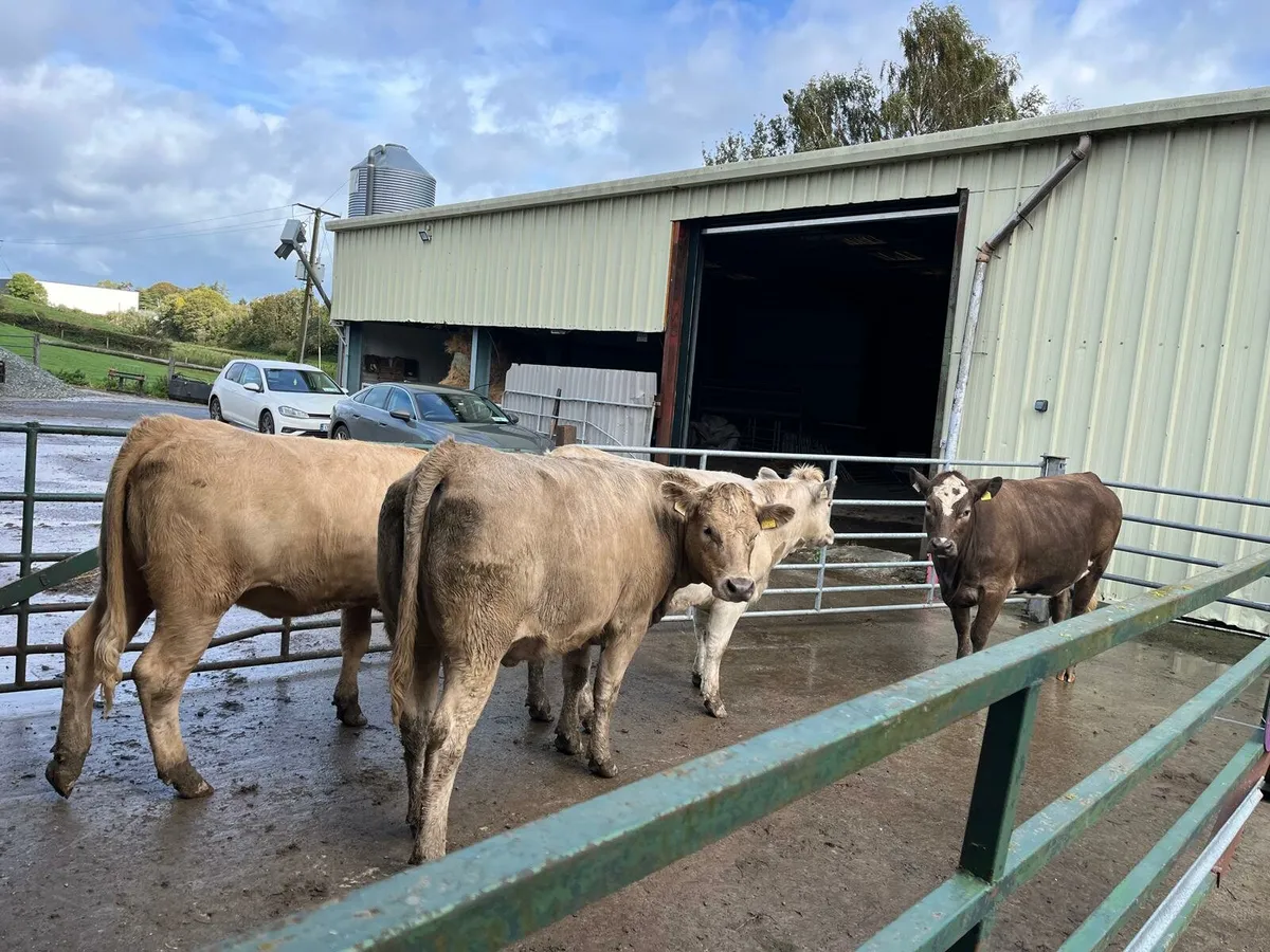 TB Restricted Sale Enniscorthy Mart 16th October - Image 2