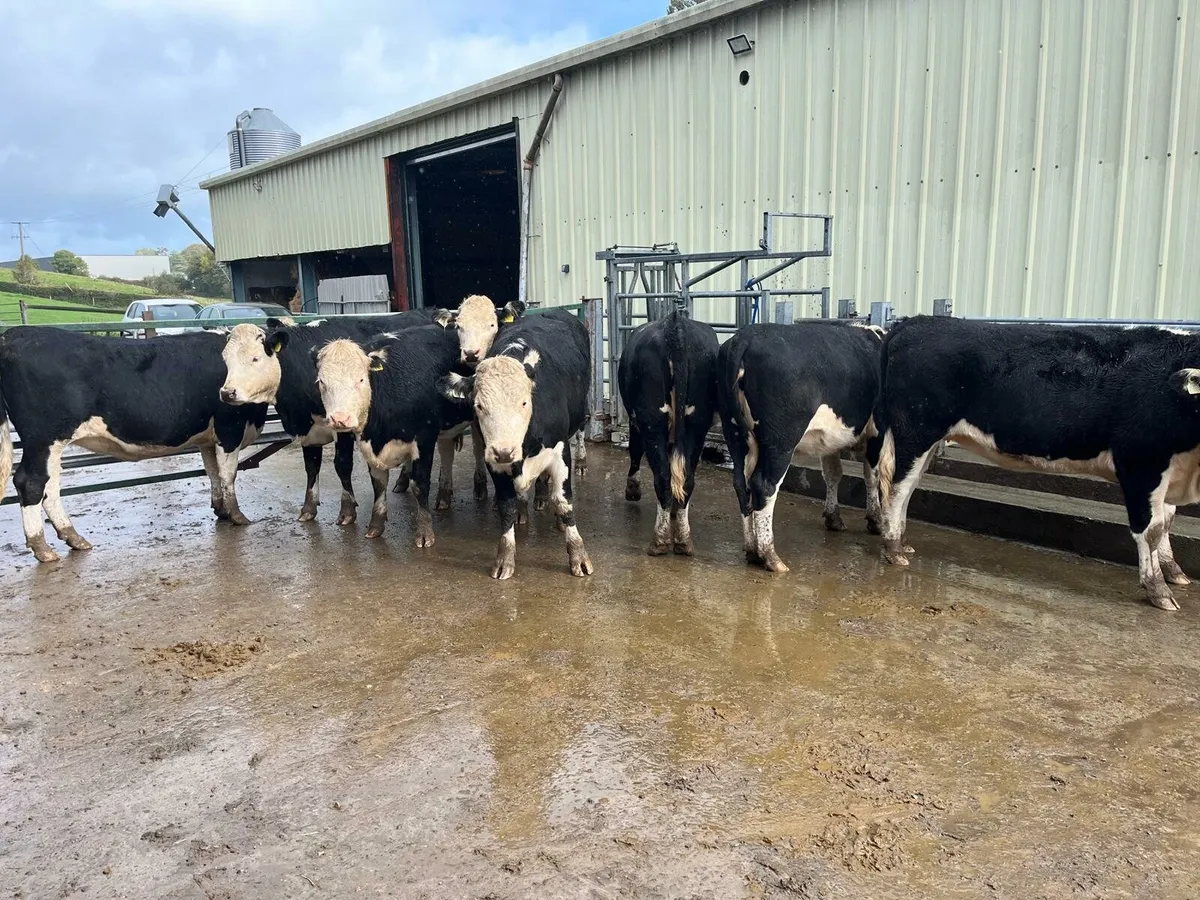 TB Restricted Sale Enniscorthy Mart 16th October - Image 3