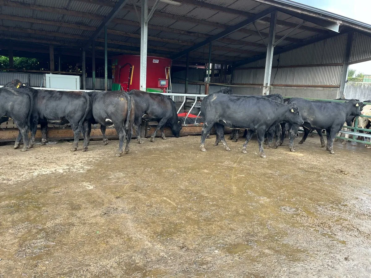 TB Restricted Sale Enniscorthy Mart 16th October - Image 4