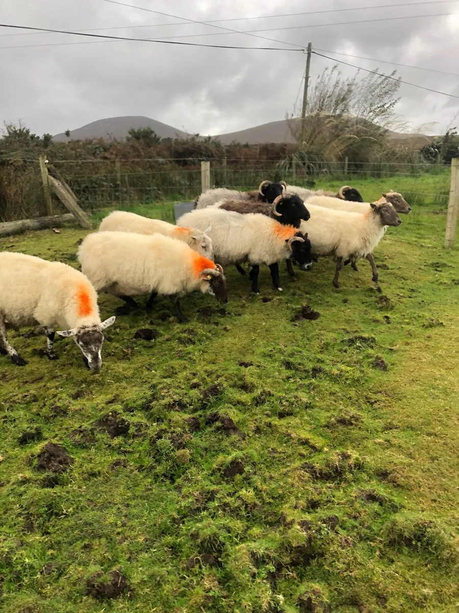 Sheep - Image 1