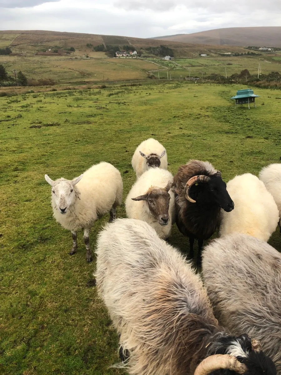 Sheep - Image 2