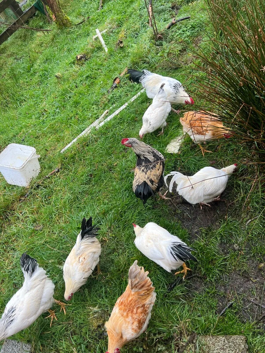 Roosters