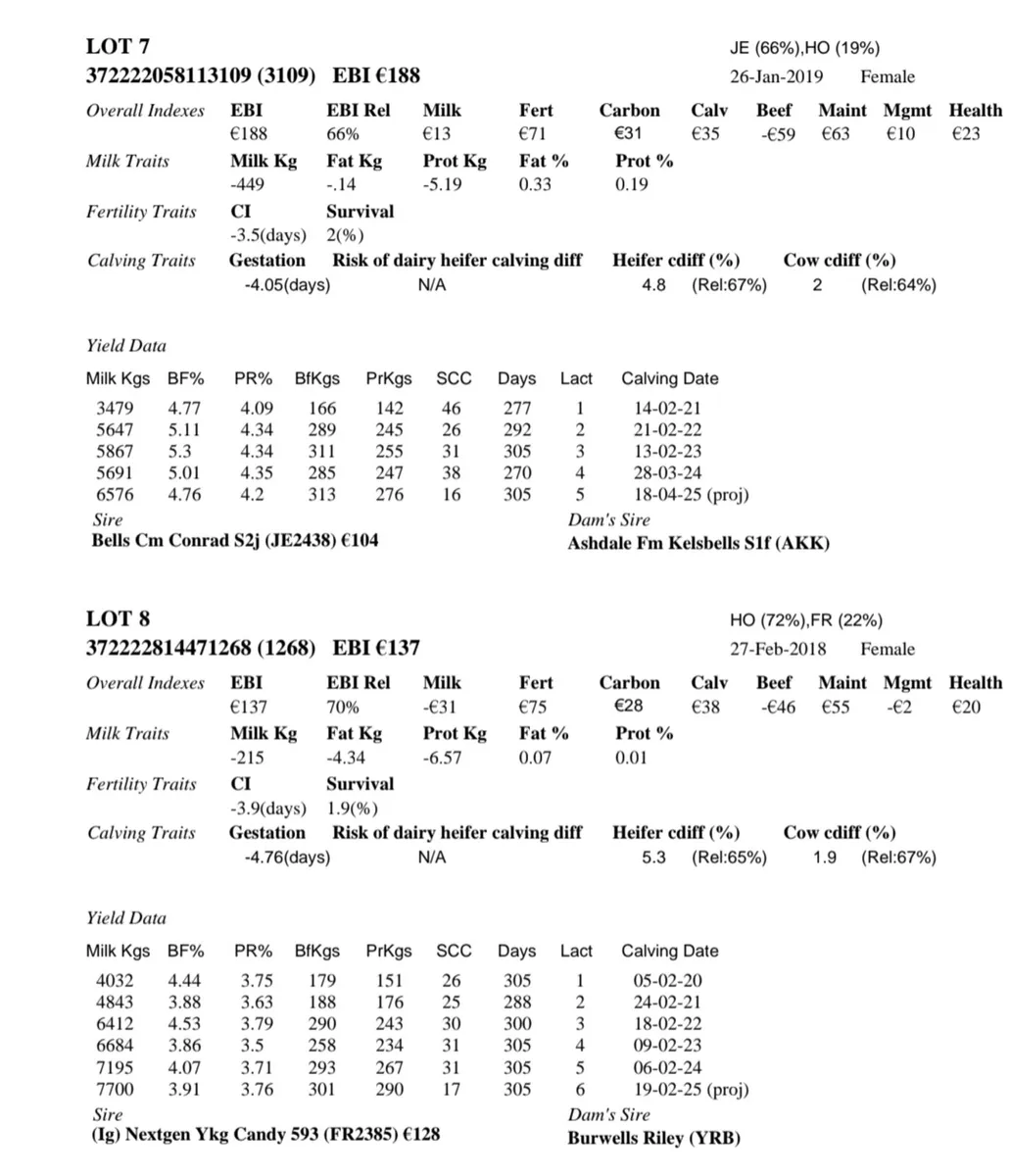 Dairy Cows Cootehill Mart this Fri 10th Oct - Image 2