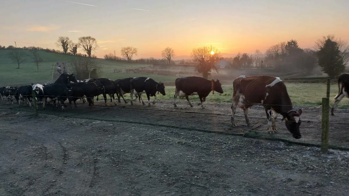 Dairy Cows Cootehill Mart this Fri 10th Oct - Image 1