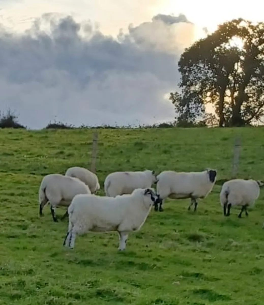 Texel cheviot ewe hoggets 6 - Image 2