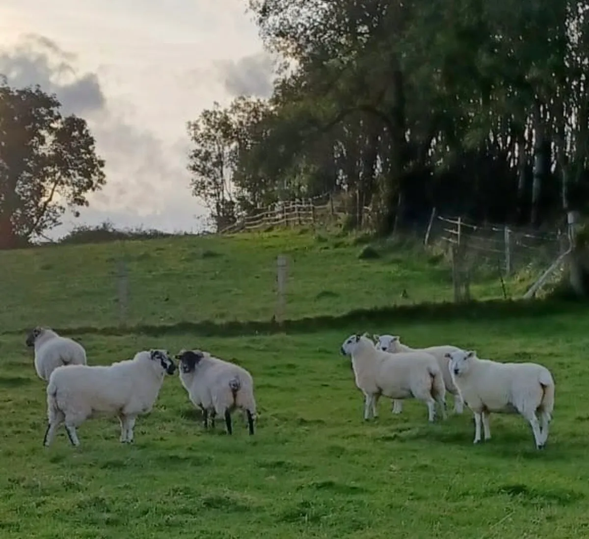 Texel cheviot ewe hoggets 6 - Image 3