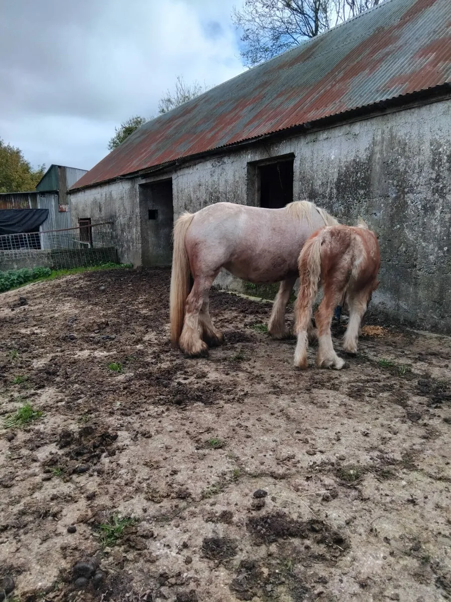 Cob for sale - Image 1