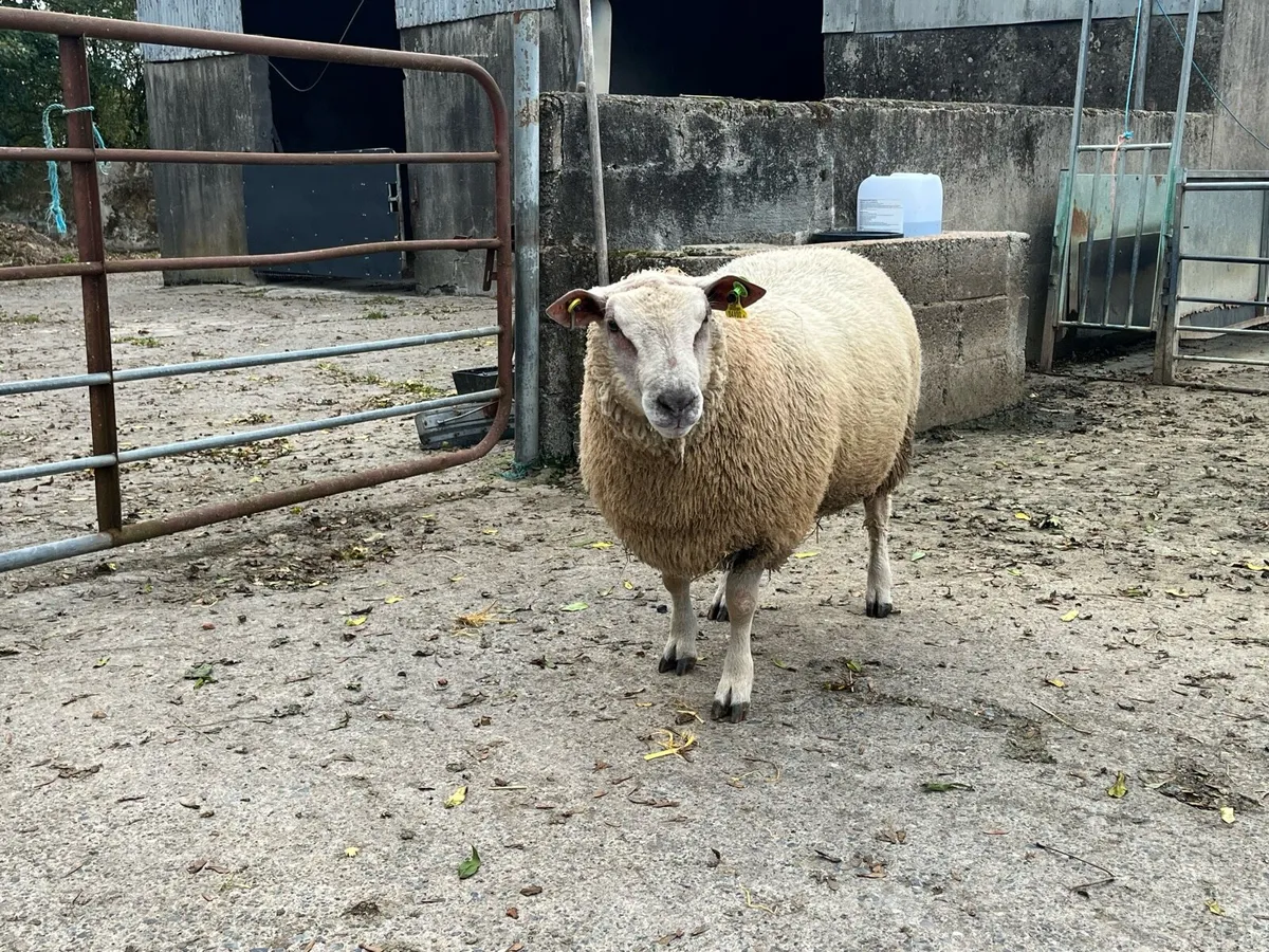Pedigree Charollais Ram lamb